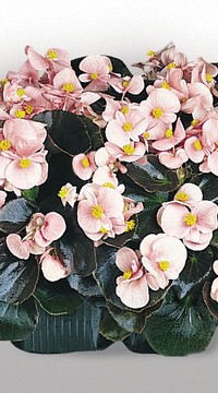 Бегония Коктейль Бренди F1