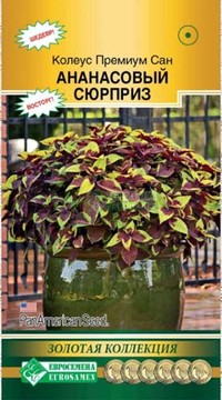 Колеус Премиум Сан Ананасовый Сюрприз