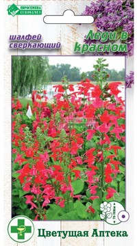 Шалфей Леди в Красном