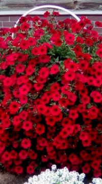 Петуния Тайдел Вэйв Ред Велюр F1