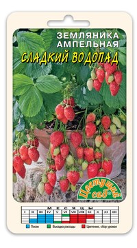 Земляника ампельная Сладкий водопад