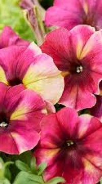 Петуния Шейк F1 Клубника