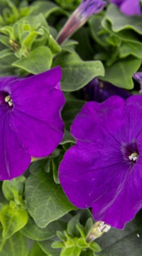 Петуния БУУМ! Эйч Ди F1 Блю