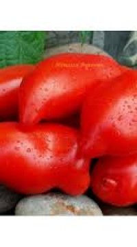 Томат Деревенщина из Айдахо