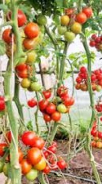 Томат-черри Сказка Сказок