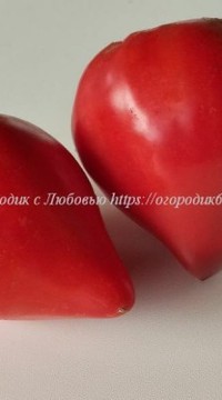Томат Сердце говядины биколор