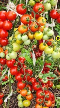 Черри Океан