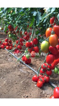 Томат Колеос F1