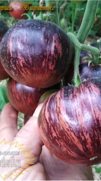 Томат Бифштекс Марши