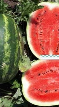 Арбуз Осман F1