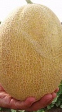 Дыня Кредо F1