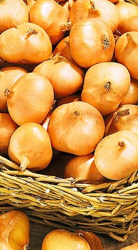 Лук шалот Альбик