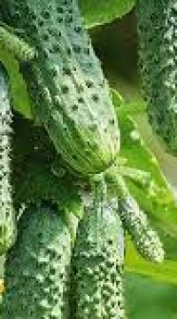 Огурец Герман F1