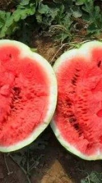 Арбуз Продюсер