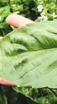 Базилик овощной Крупнолистный сладкий