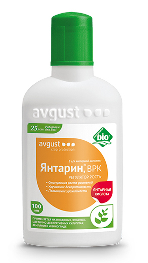 yantarin_100 yantarin_100